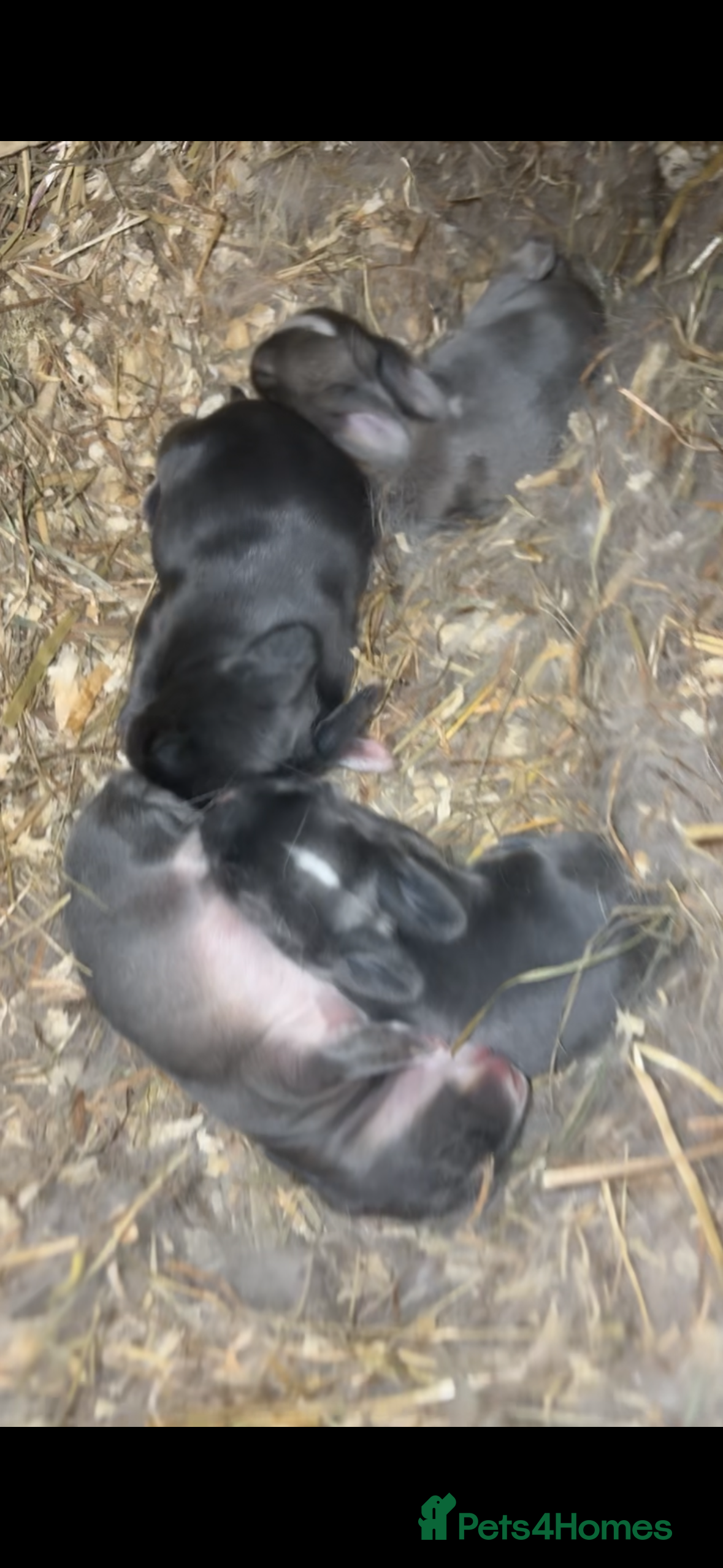 Mini Lop rabbits 4 mini lop kits (ready to leave 20 march) - Advert 4