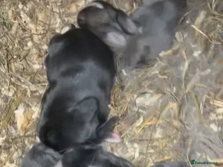 Mini Lop rabbits 4 mini lop kits (ready to leave 20 march) - Advert 1