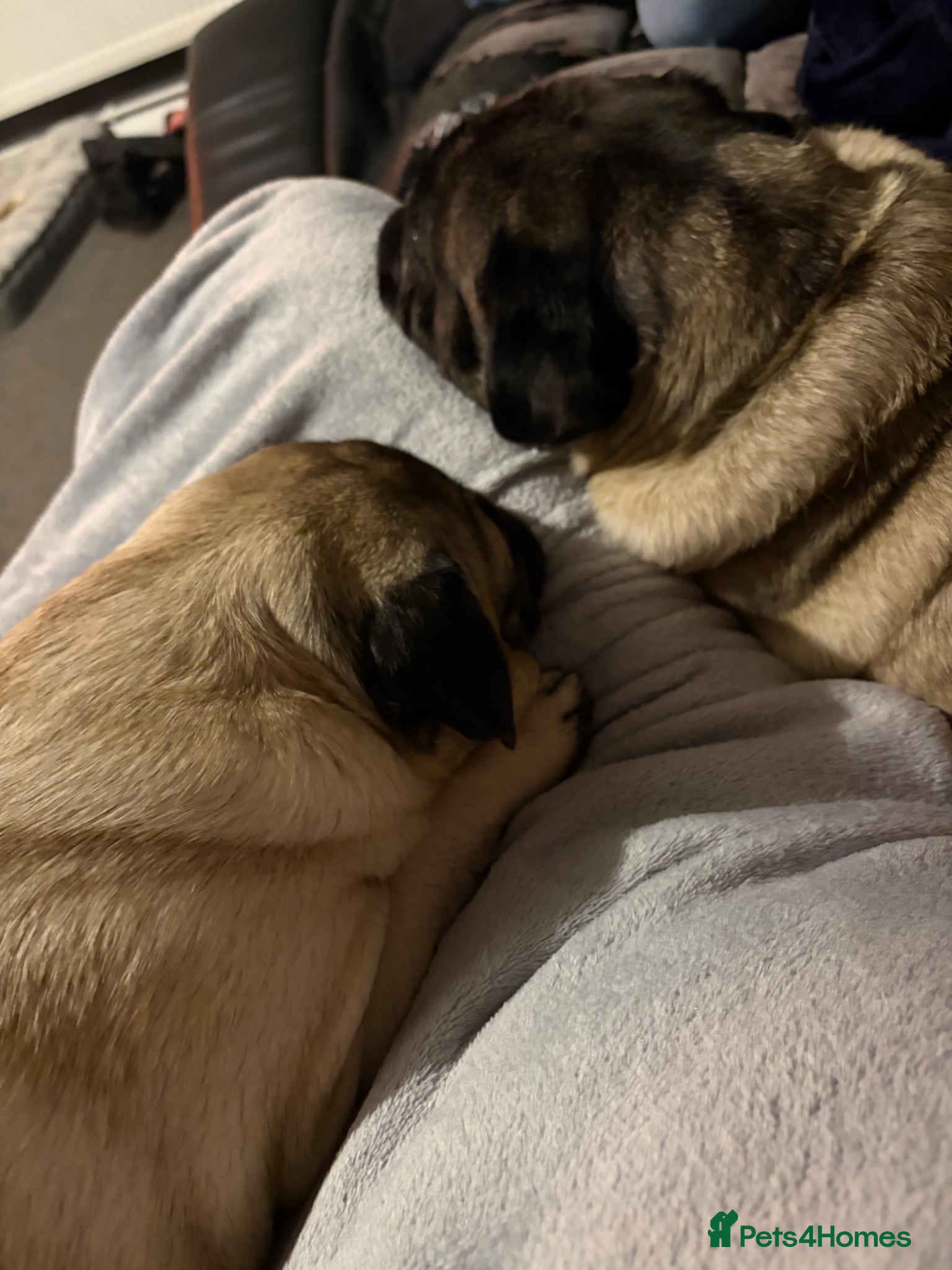 Pug dogs Pug puppies due  - Advert 3