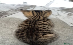 Domestic Shorthair cats for sale: Adorable tabby/bengal kittens to a good home - Image 28