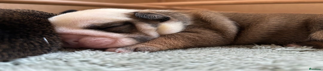 English Bulldog Puppy 3
