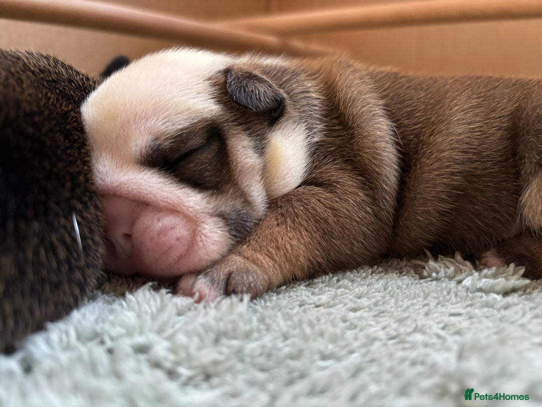 English Bulldog dogs for sale: English bulldog puppies - Image 2