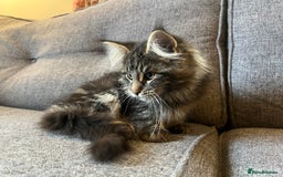 Maine Coon cats for sale: Purebred Maine Coon Male Kittens. Blue,Tabby,Black - Image 10