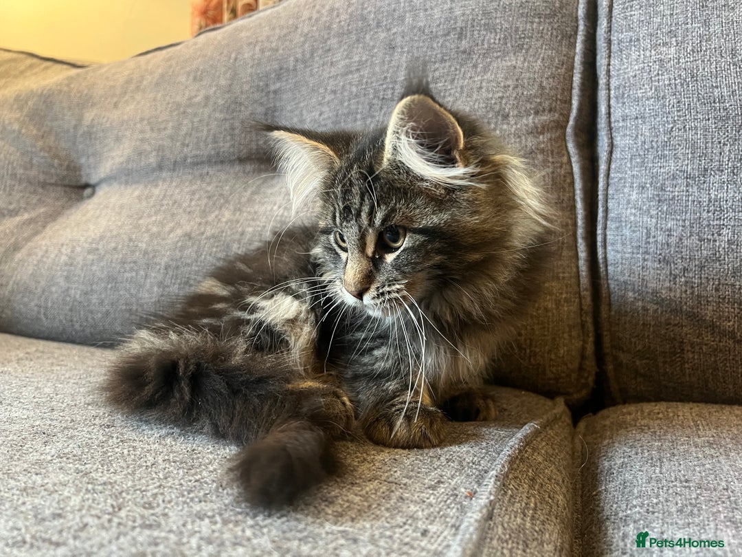 Maine Coon cats for sale: Purebred Maine Coon Male Kittens. Blue,Tabby,Black - Image 10