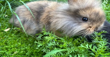 Lionhead rabbits - Advert 13