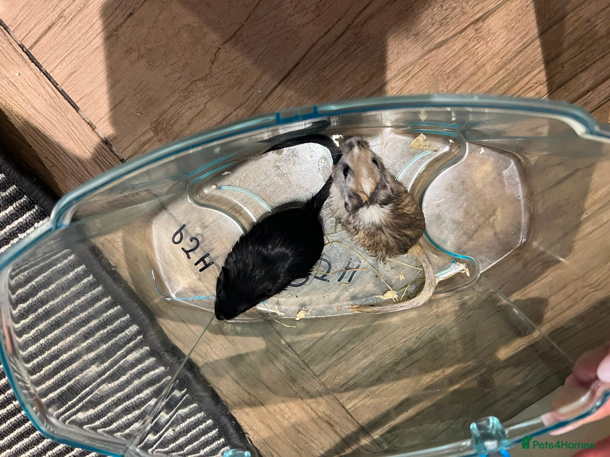 Gerbil rodents Two Beautiful Female Gerbils + Full Setup Included - Advert 5