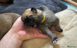 Mixed Breed dogs for sale: Beautiful Inca & handsome Nanuq PUPDATE x2  - Image 17