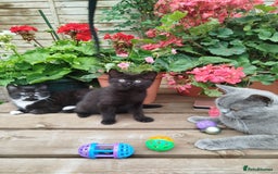 British Shorthair cats for sale: Beautiful kittens  - Image 3