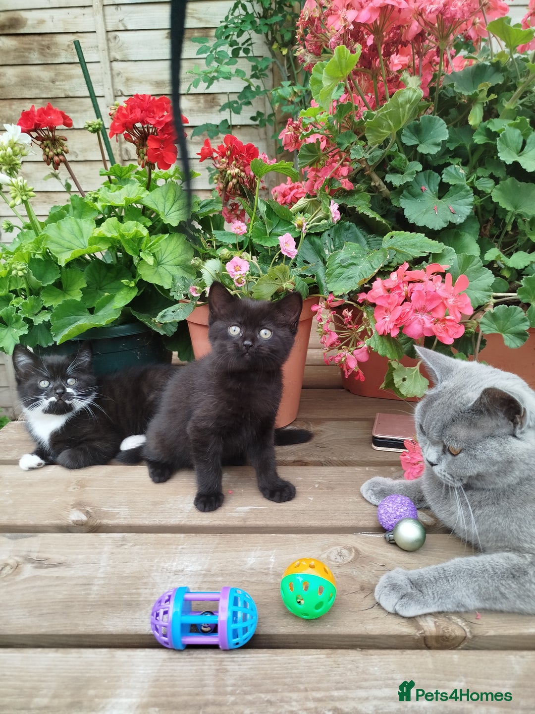 British Shorthair cats for sale: Beautiful kittens  - Image 3