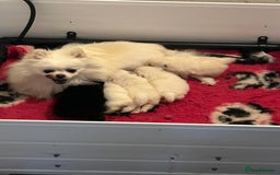 Pomeranian dogs for sale: 5 gorgeous fluff balls! Tiny Pomeranians  - Image 3