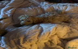 Mixed Breed dogs for sale: Cavapoo - Image 2