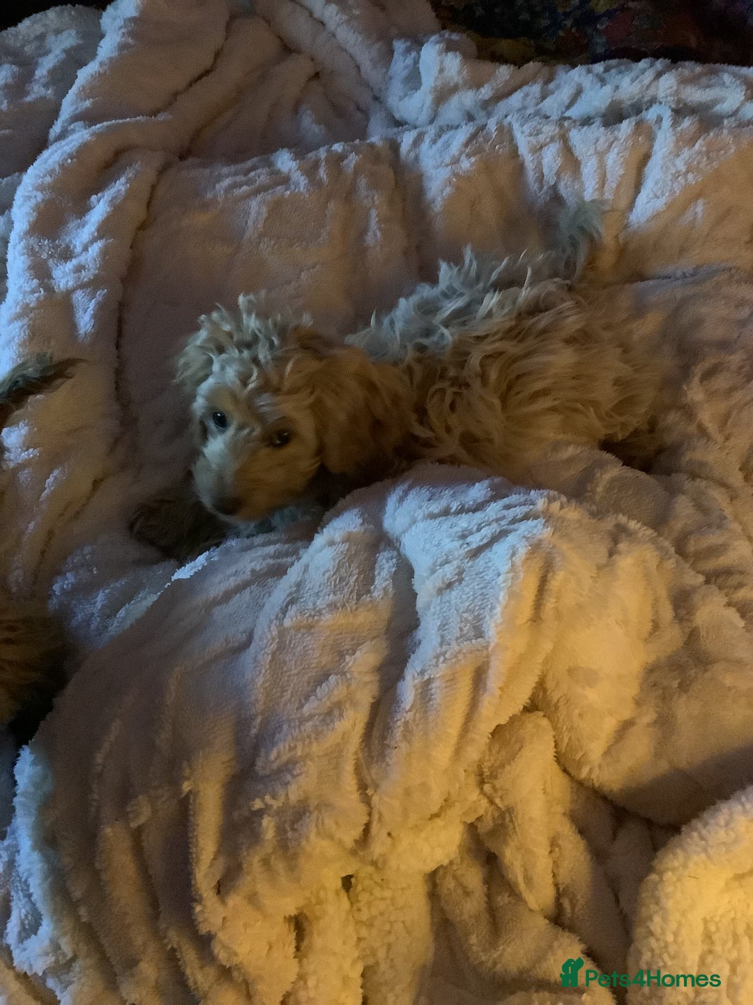 Mixed Breed dogs for sale: Cavapoo - Image 2