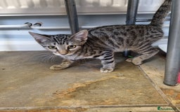 Bengal cats for sale: Mixed bengal kittens - Image 2