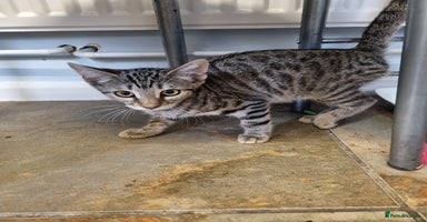 Bengal cats - Advert 14