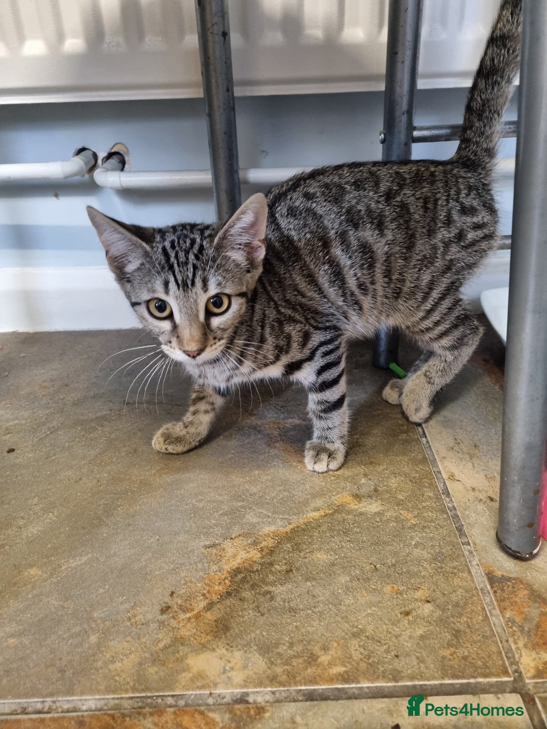 Bengal cats for sale: Mixed bengal kittens - Image 2