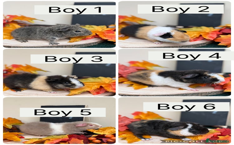 Guinea Pig rodents - Advert 1