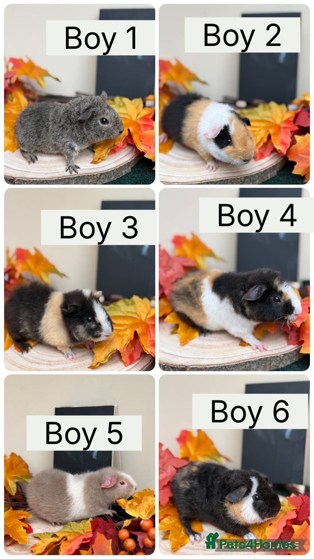 Guinea Pig rodents for sale: Male + female baby teddy guineapigs AVAILABLE  - Image 1