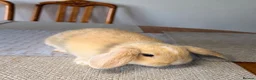 Mini Lop rabbits for sale: Mini lol rabbit  - Advert 3