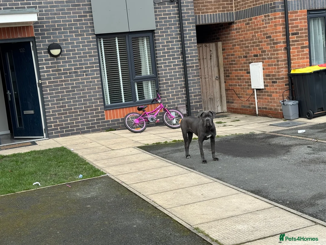 Cane Corso dogs for sale: Cane Corso bitch  in Shipley - Advert 2