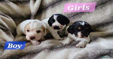 Cocker Spaniel dogs - Advert 5