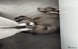 Cane Corso dogs for sale: Blue Cane Corso 6 Months old - Image 2