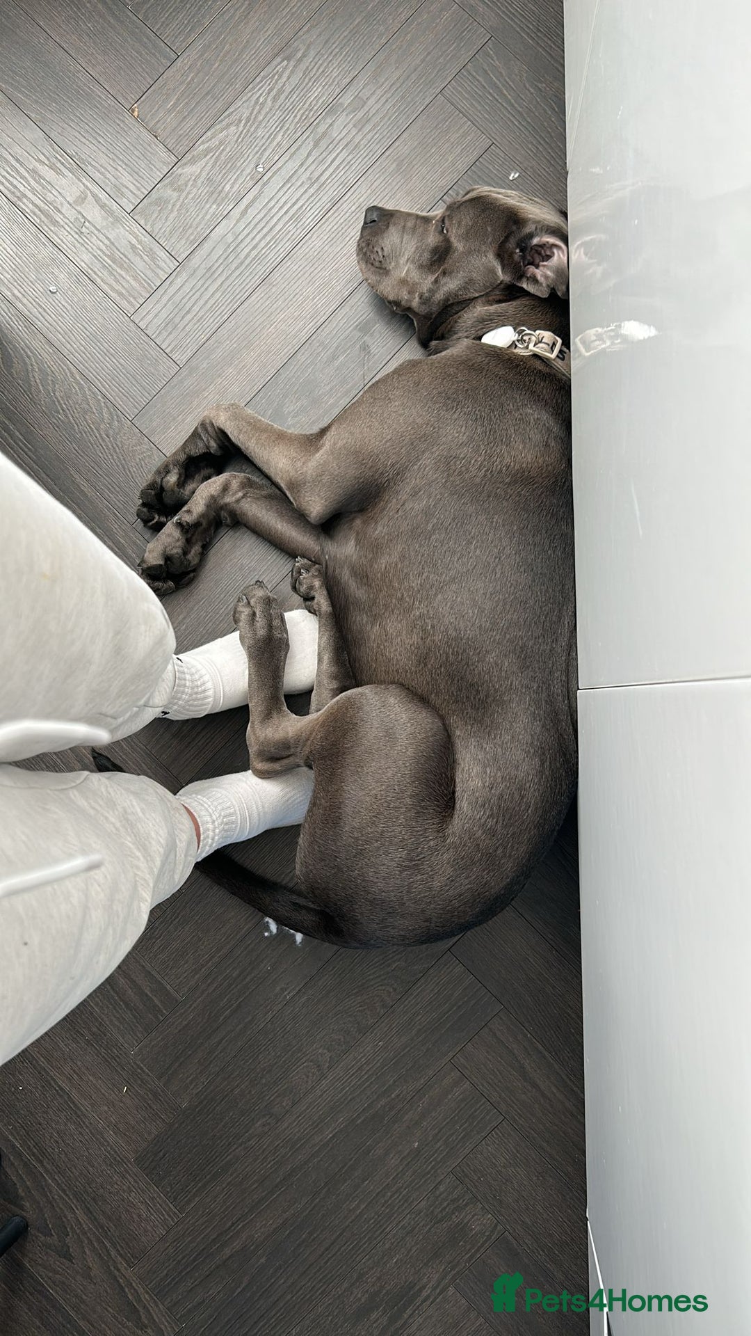 Cane Corso dogs for sale: Blue Cane Corso 6 Months old - Image 2