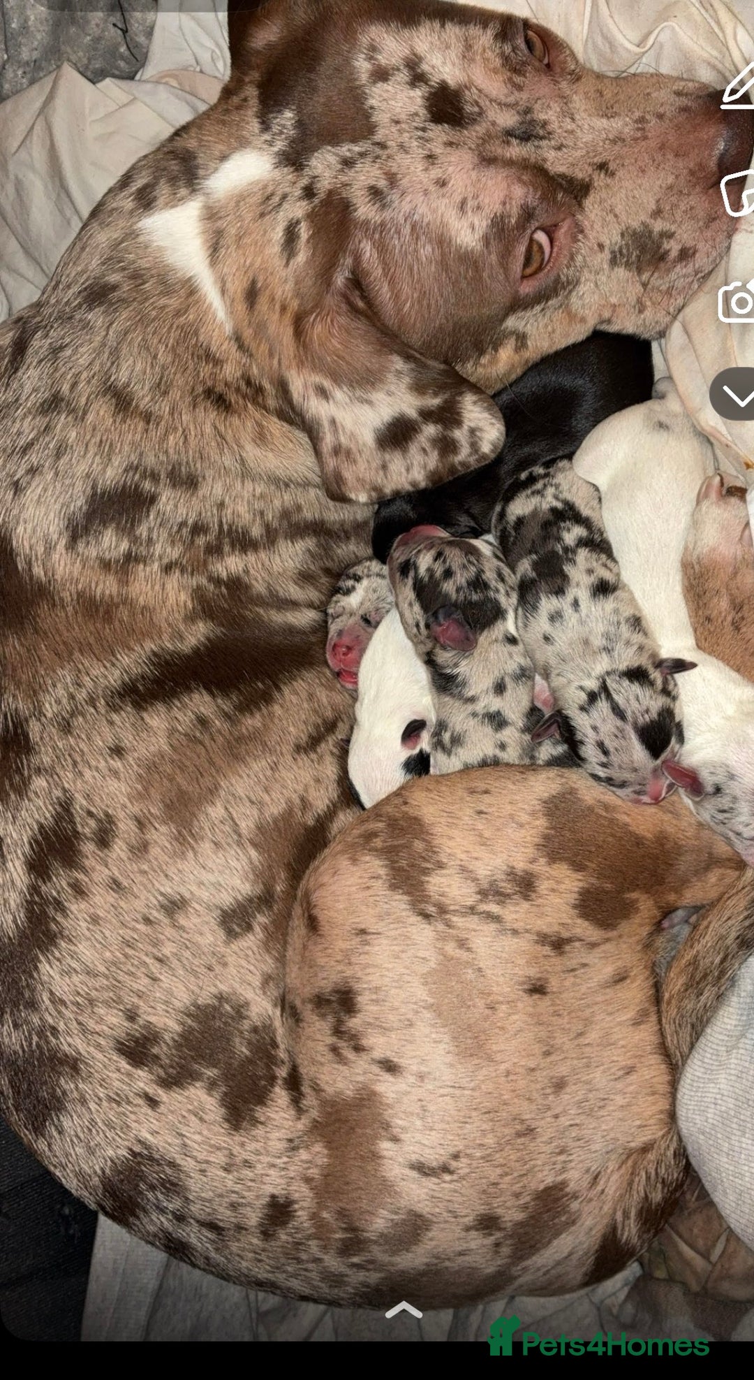 Mixed Breed dogs for sale: Bullypit/labrador pups for sale  - Advert 11