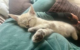 British Shorthair cats for sale: Luna and Tigger for sale  - Image 5