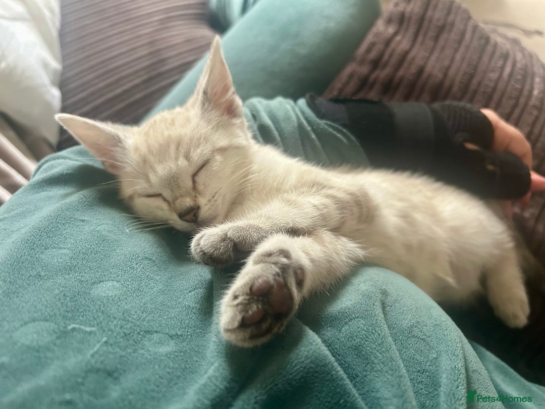 British Shorthair cats for sale: Luna and Tigger for sale  - Image 5