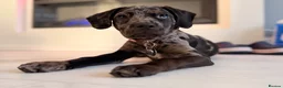 Mixed Breed dogs for sale: Gorgeous girl needing forever home  - Advert 3