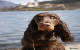 Field Spaniel dogs for sale: extremely rare Field Spaniel puppy available - Image 3
