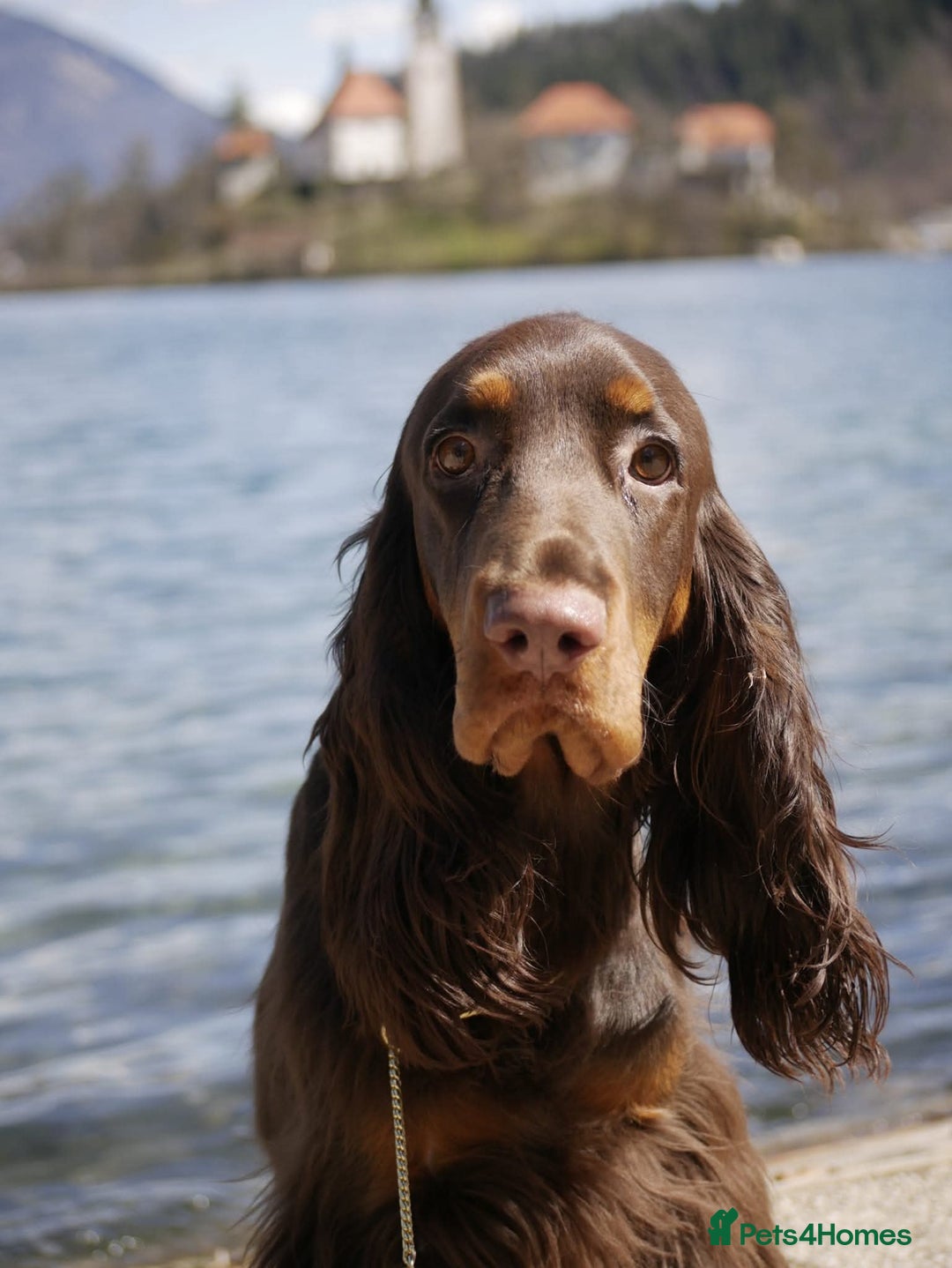 Field Spaniel dogs for sale: extremely rare Field Spaniel puppy available - Image 3