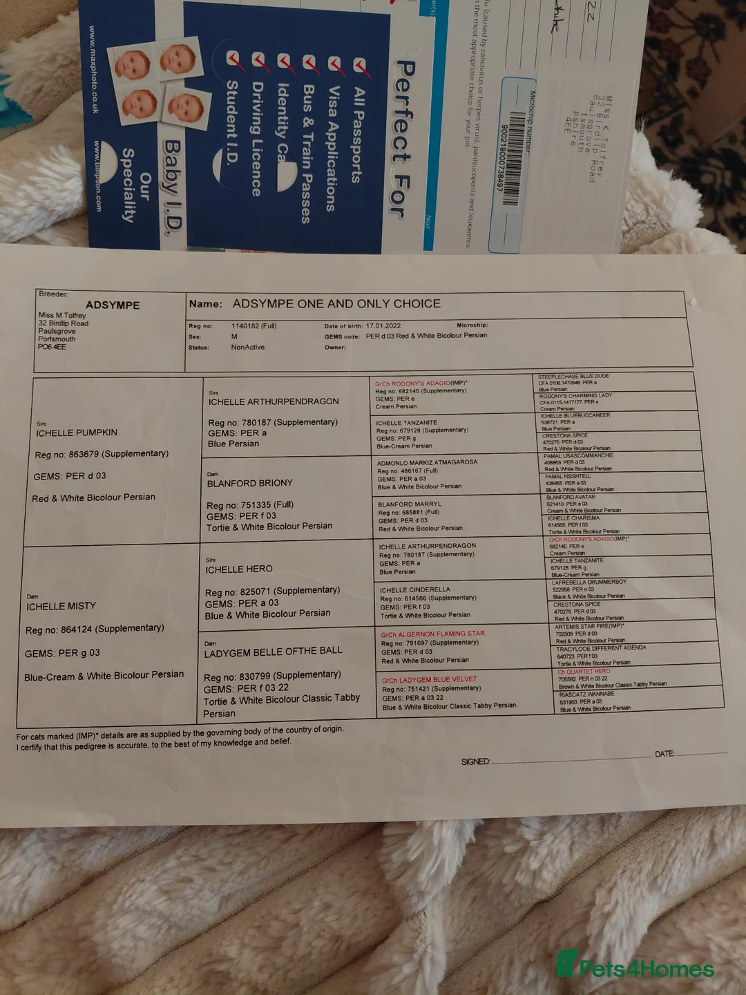 Persian cats for sale: Male persian 4 years  - Advert 2