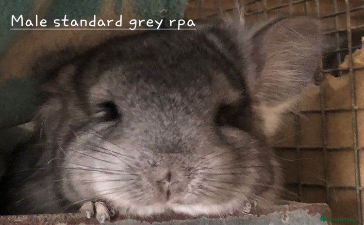 Chinchilla rodents in Bournemouth - Advert 1