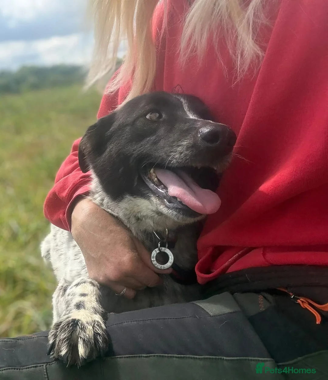 Mixed Breed dogs for adoption: Conga - Norwich Norfolk  - Advert 2