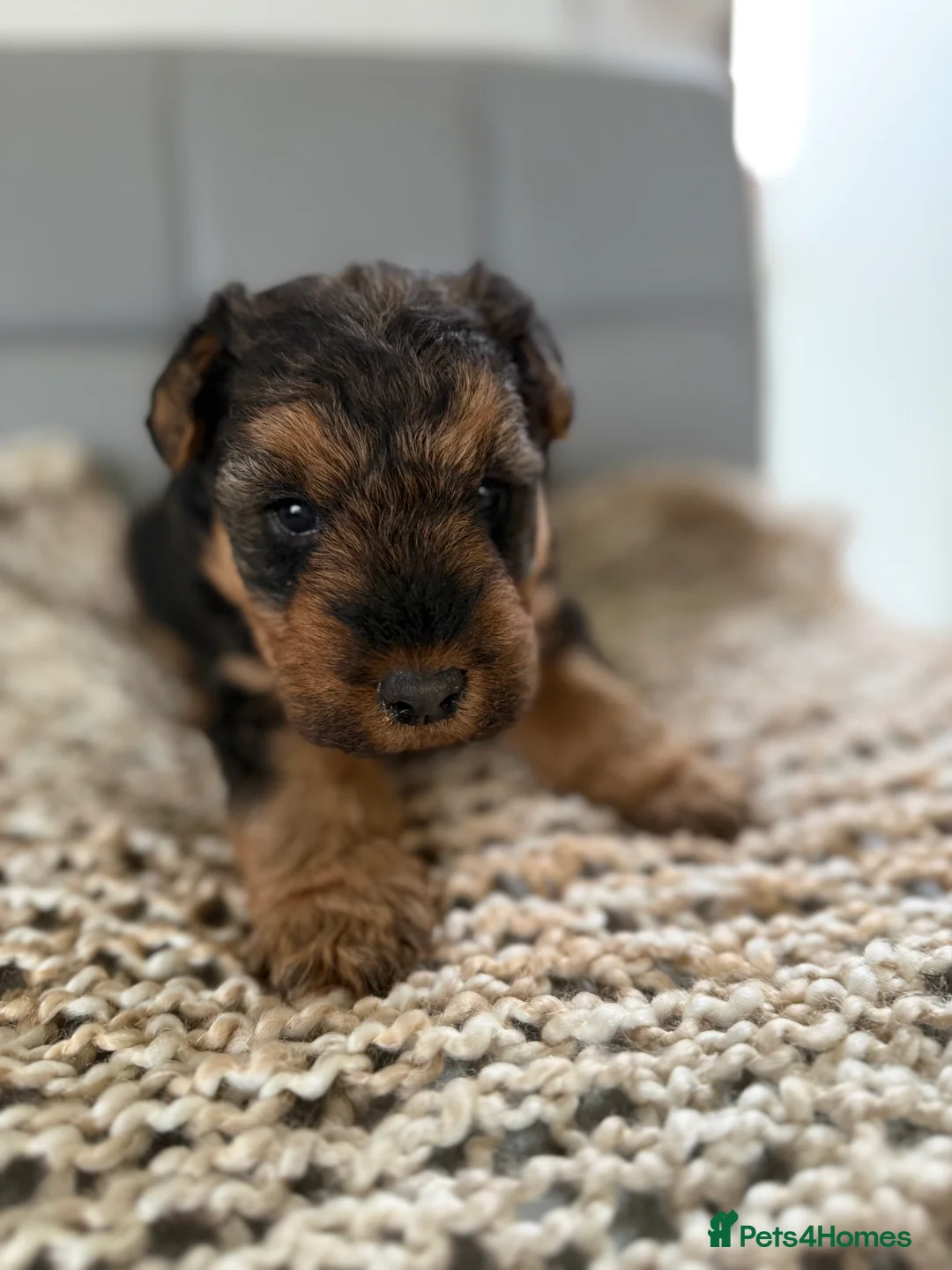 Welsh Terrier dogs for sale: Kc registered Welsh Terriers - Advert 8