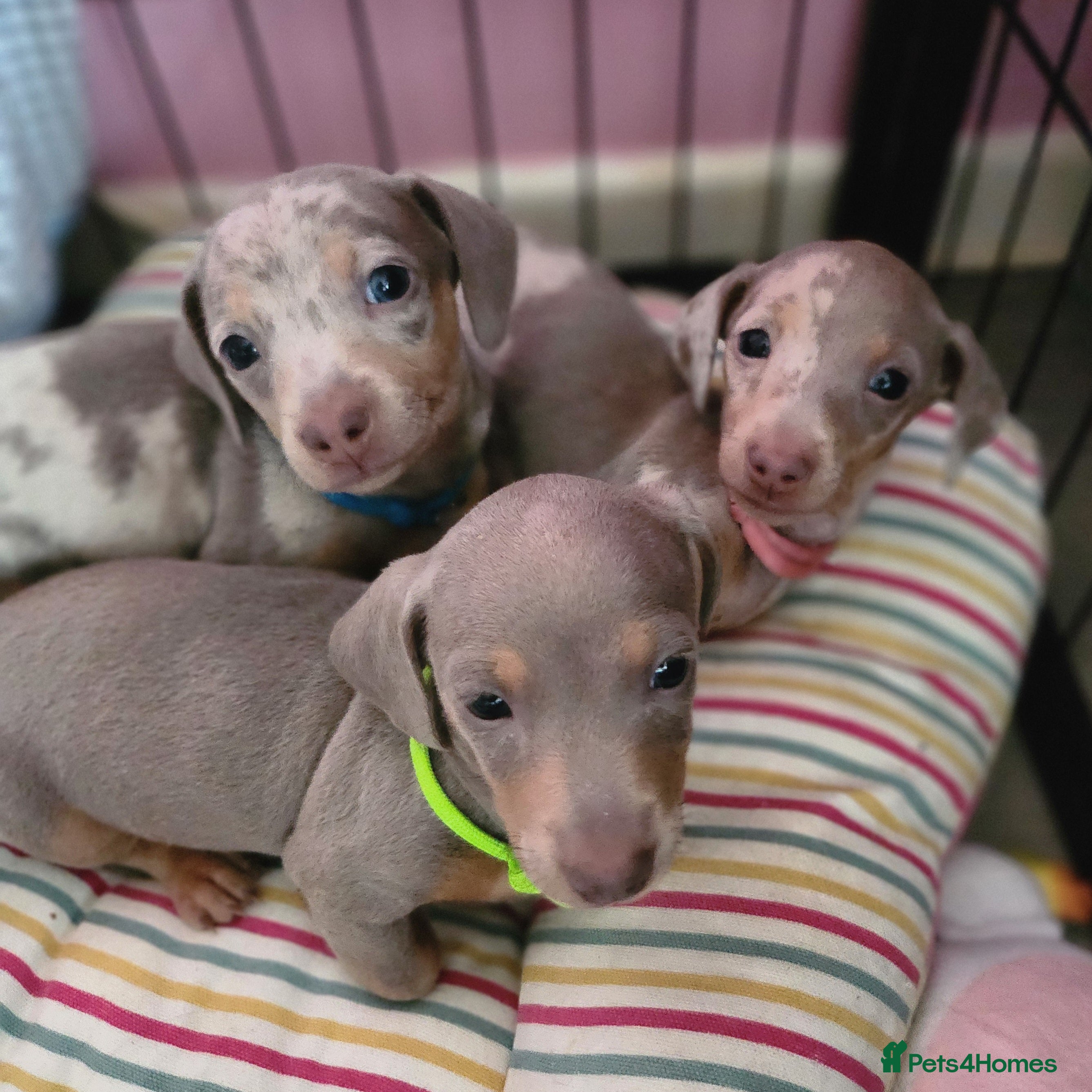 Miniature Dachshund dogs Beautiful Miniature Dachshund Pups  - Advert 14