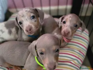 Miniature Dachshund dogs Beautiful Miniature Dachshund Pups - Advert 14
