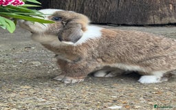 Mixed Breed rabbits for sale: Rabbit rescue  in Diss - Image 13