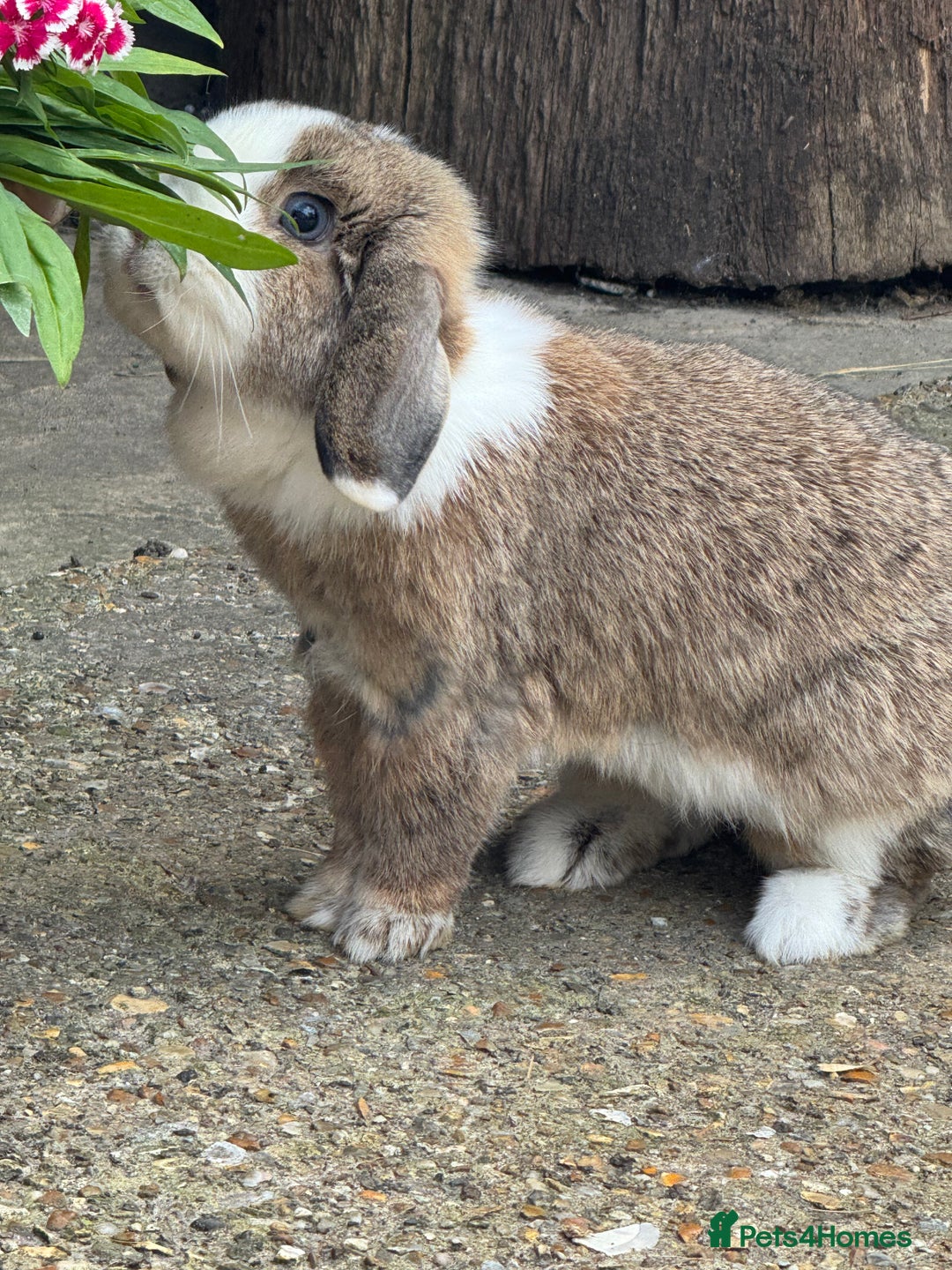 Mixed Breed rabbits for sale: Rabbit rescue  in Diss - Image 13