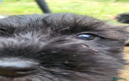 Miniature Schnauzer dogs for sale: Gorgeous littler of beautiful miniature schnauzer - Image 7