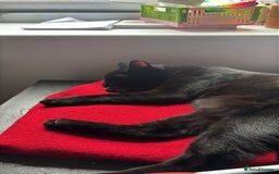 Domestic Shorthair cats for sale: Cat for rehoming  - Image 4