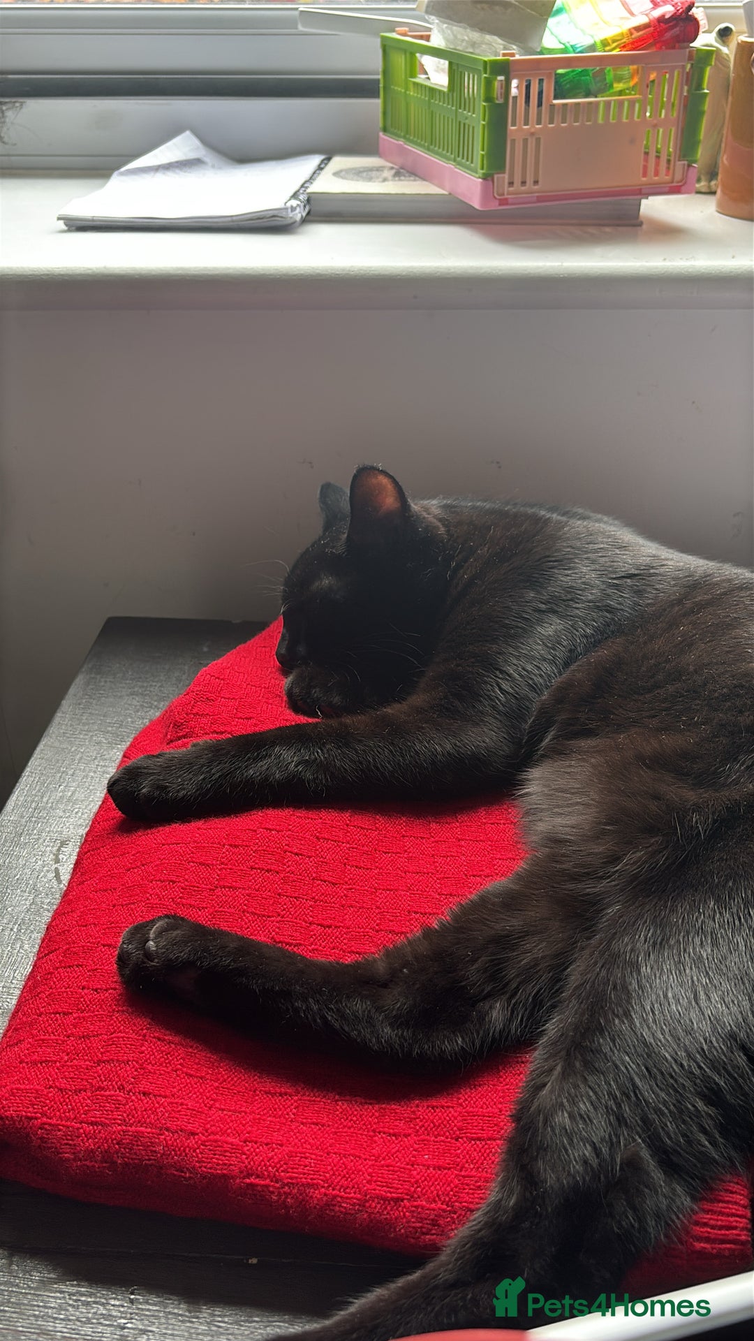 Domestic Shorthair cats for sale: Cat for rehoming  - Image 4