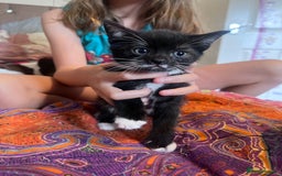 Mixed Breed cats for sale: Kittens  - Image 1