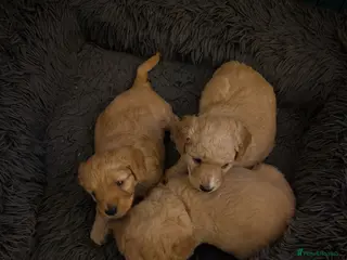 Cockapoo dogs Cockapoos - Advert 7