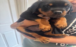 Rottweiler dogs for sale: Rottweiler chunky Puppies *READY TO LEAVE* - Image 8