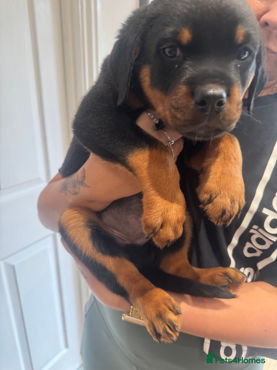 Rottweiler dogs for sale: Rottweiler chunky Puppies *READY TO LEAVE* - Image 8