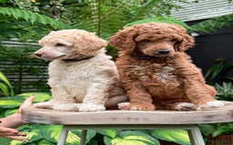 Standard Poodle dogs for sale: Standard Poodle Puppies Looking for Their Families - Image 2