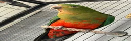Parrots birds for sale: Australian king parrot in Stoke-on-Trent - Advert 1