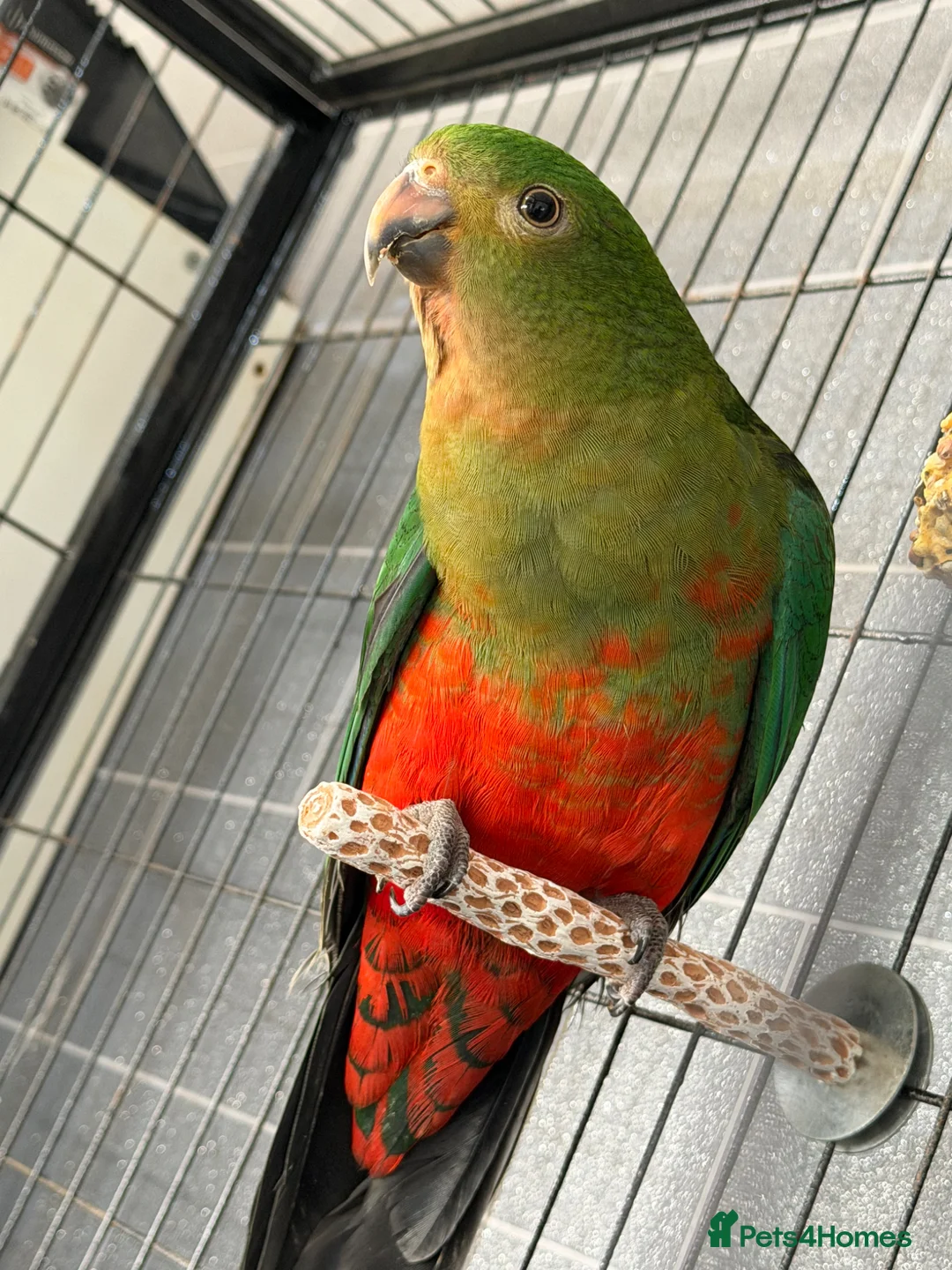 Parrots birds for sale: Australian king parrot in Stoke-on-Trent - Advert 1